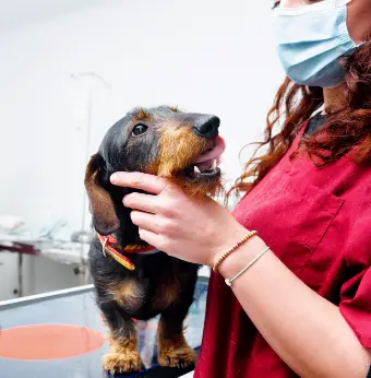 jazvečík u veterinára jazvečík u veterinára